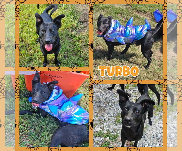 Medium Photo #4 Shollie Puppy For Sale in Blacksburg, SC, USA