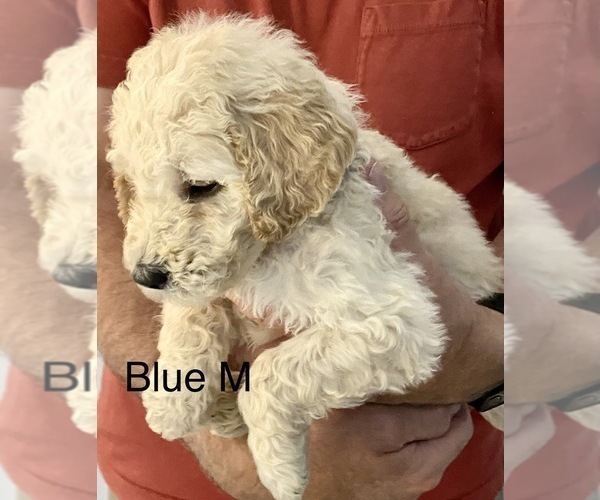 Medium Photo #4 Goldendoodle Puppy For Sale in MILTON, FL, USA
