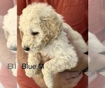 Small Photo #4 Goldendoodle Puppy For Sale in MILTON, FL, USA