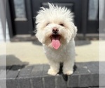 Small #1 Havanese