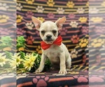 Small Photo #2 Faux Frenchbo Bulldog Puppy For Sale in GLEN ROCK, PA, USA