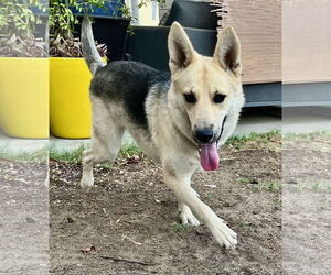 Sunny - Female Siberian Husky-Unknown Mix Dog for Adoption - Photo #6