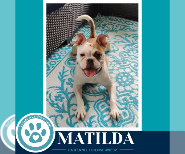 Medium Photo #1 French Bulldog-Unknown Mix Puppy For Sale in Kimberton, PA, USA