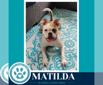 Matilda 091926 - Female French Bulldog-Unknown Mix Dog for Adoption - Small photo
