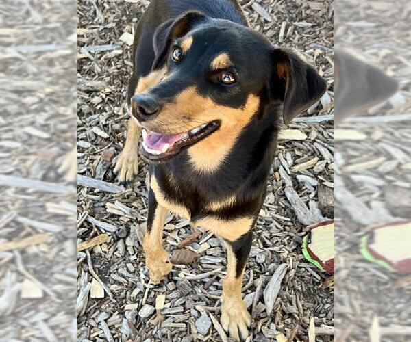 Medium Photo #1 Miniature Pinscher-Unknown Mix Puppy For Sale in Santa Cruz, CA, USA