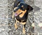 Small Miniature Pinscher Mix