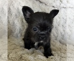 Small #7 French Bulldog