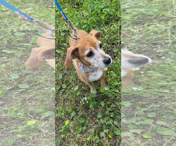 Medium Photo #4 Doxle Puppy For Sale in Sanford, FL, USA