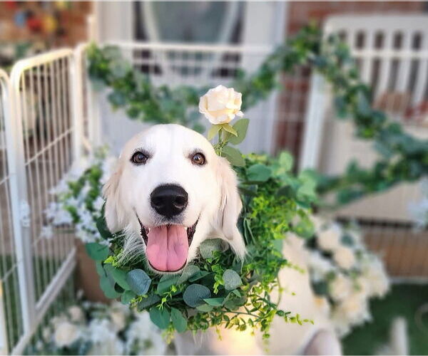 Medium Photo #7 Great Pyrenees Puppy For Sale in Spring, TX, USA