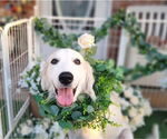 Small #6 Great Pyrenees