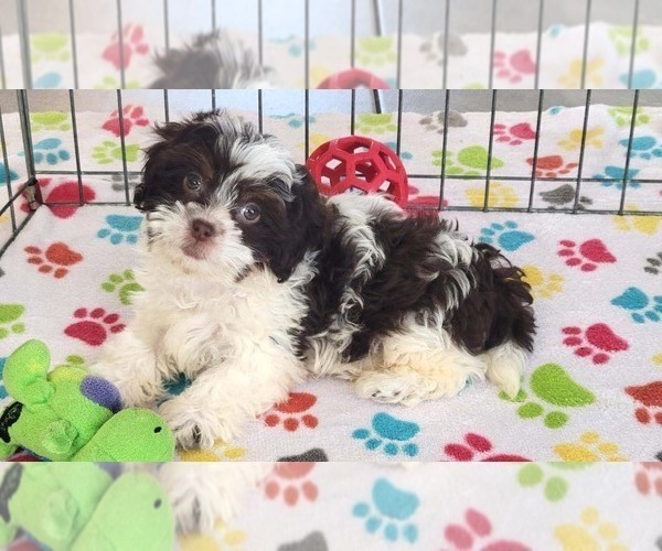 Medium Photo #7 ShihPoo Puppy For Sale in ORO VALLEY, AZ, USA