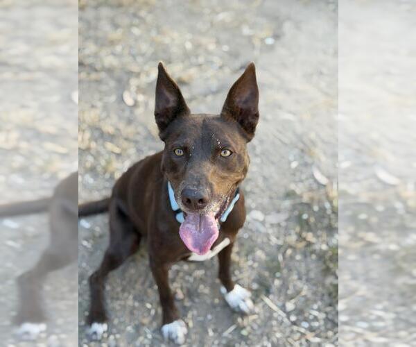Medium Photo #4 Australian Kelpie-Unknown Mix Puppy For Sale in Santa Maria, CA, USA