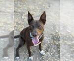 Small #3 Australian Kelpie Mix