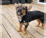 Small #1 Mutt