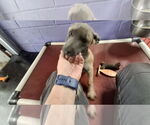 Small #3 Mutt