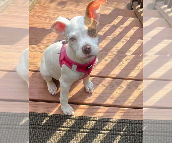 Medium Photo #8 Chihuahua-Unknown Mix Puppy For Sale in New York, NY, USA