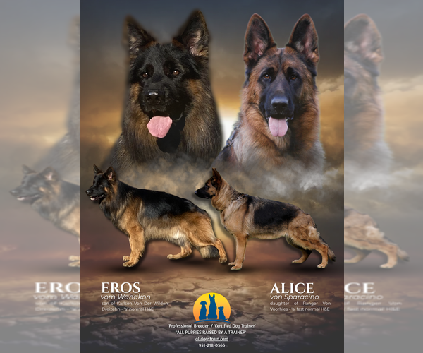 Medium Photo #5 German Shepherd Dog Puppy For Sale in WILDOMAR, CA, USA