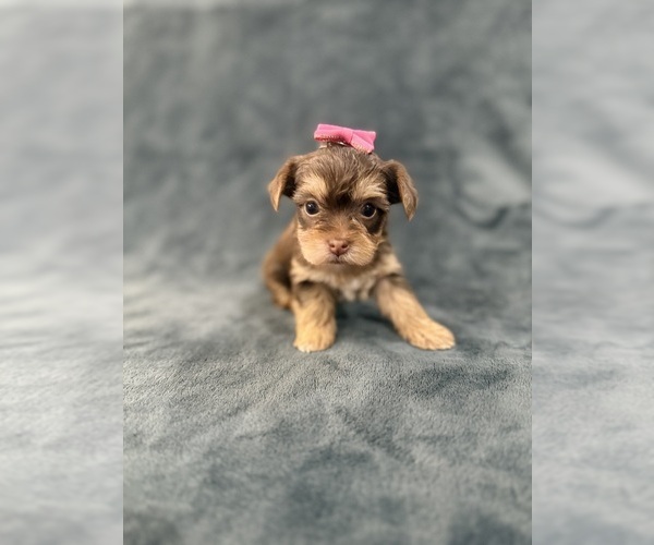 Medium Photo #7 Yorkshire Terrier Puppy For Sale in PARIS, TX, USA