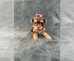 Small #2 Yorkshire Terrier