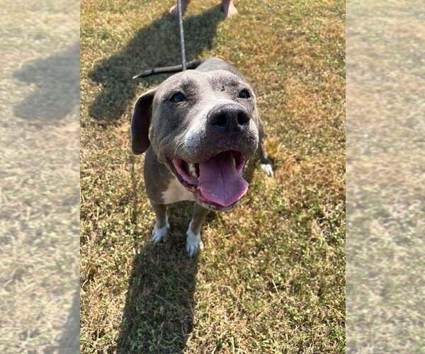 Medium Photo #4 Mutt Puppy For Sale in Abbeville, LA, USA