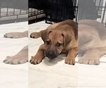 Small #4 German Shepherd Dog Mix