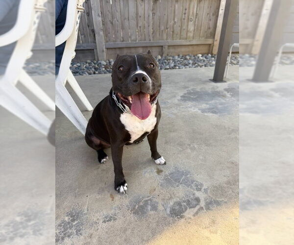 Medium Photo #18 American Staffordshire Terrier-Unknown Mix Puppy For Sale in Lake Forest, CA, USA