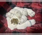 Small Photo #10 English Cream Golden Retriever Puppy For Sale in MONROE, OR, USA