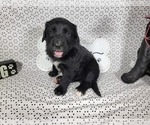 Small #7 Golden Mountain Dog