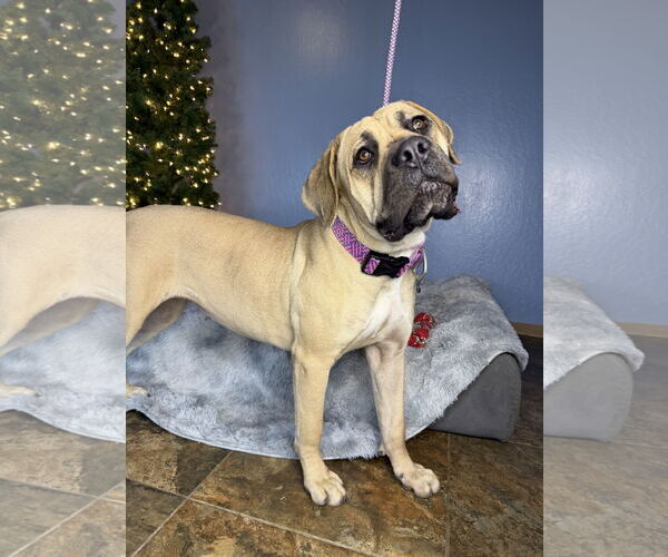 Medium Photo #3 Mutt Puppy For Sale in Goodyear, AZ, USA