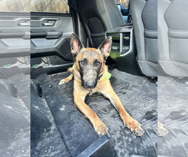 Medium Photo #4 Mutt Puppy For Sale in Stevens Point, WI, USA