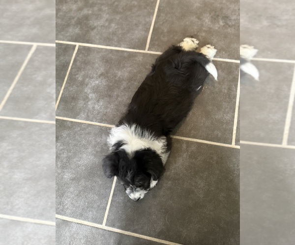 Medium Photo #3 Goldendoodle-Pembroke Welsh Corgi Mix Puppy For Sale in CRESCENT CITY, CA, USA