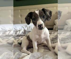 Australian Shepherd-Unknown Mix Dogs for adoption in pomfret, CT, USA