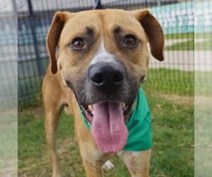 American Staffordshire Terrier-Unknown Mix Dogs for adoption in San Antonio, TX, USA