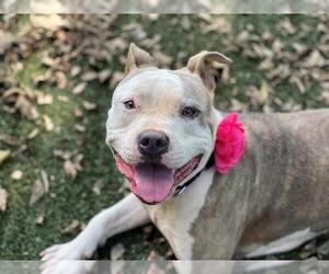 American Pit Bull Terrier Dogs for adoption in Charlotte, NC, USA