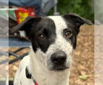 Small #5 Retriever  Mix
