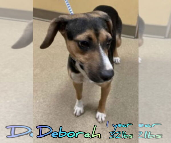 Medium Photo #1 Beagle-Unknown Mix Puppy For Sale in Woodbury, NY, USA