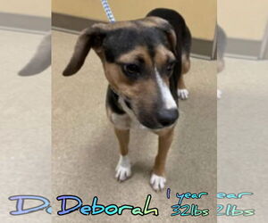 Beagle-Unknown Mix Dogs for adoption in Woodbury, NY, USA