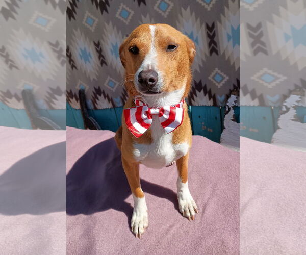 Medium Photo #2 Italian Greyhound-Jack Russell Terrier Mix Puppy For Sale in Apple Valley, CA, USA