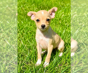 Chihuahua Puppy for sale in FAIR HAVEN, MI, USA