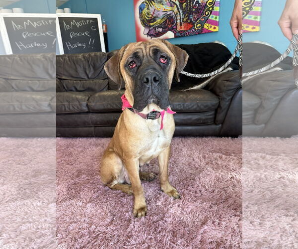 Medium Photo #3 Mutt Puppy For Sale in Goodyear, AZ, USA
