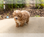 Small Poodle (Miniature)