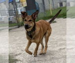 Small #6 German Shepherd Dog