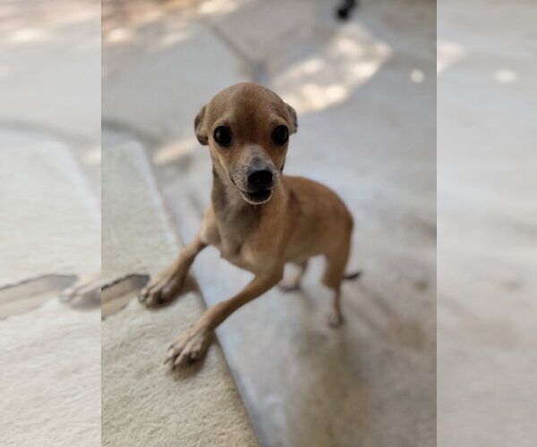Medium Photo #2 Chihuahua Puppy For Sale in Yardley, PA, USA