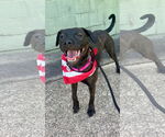Small #2 Labrador Retriever Mix