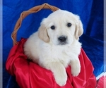 Small Photo #3 Golden Retriever Puppy For Sale in NORWOOD, MO, USA