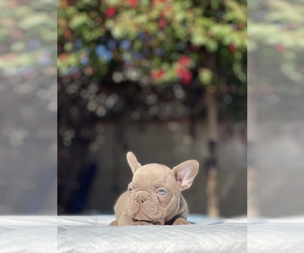 Full screen Photo #15 French Bulldog Puppy For Sale in LOS ANGELES, CA, USA