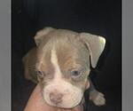 Small #10 Olde English Bulldogge