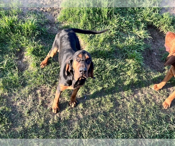 Medium Photo #1 Bloodhound Puppy For Sale in BARRYTON, MI, USA