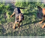 Small Photo #1 Bloodhound Puppy For Sale in BARRYTON, MI, USA