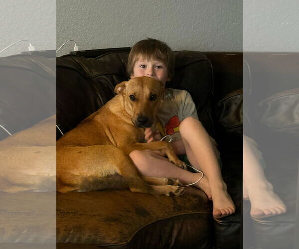 Medium Photo #3 Labrador Retriever-Unknown Mix Puppy For Sale in The Woodlands, TX, USA